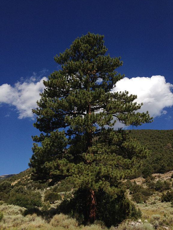 2013-07-14_09_15_34_Ponderosa_Pine_along_Wheeler_Peak_Scenic_Drive_in_Great_Basin_National_Park,_Nevada.jpg