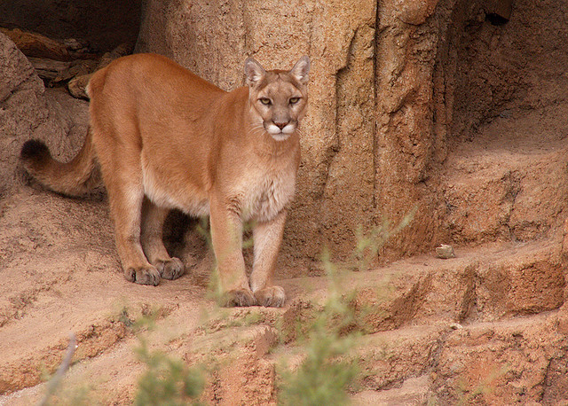 Puma concolor.jpg