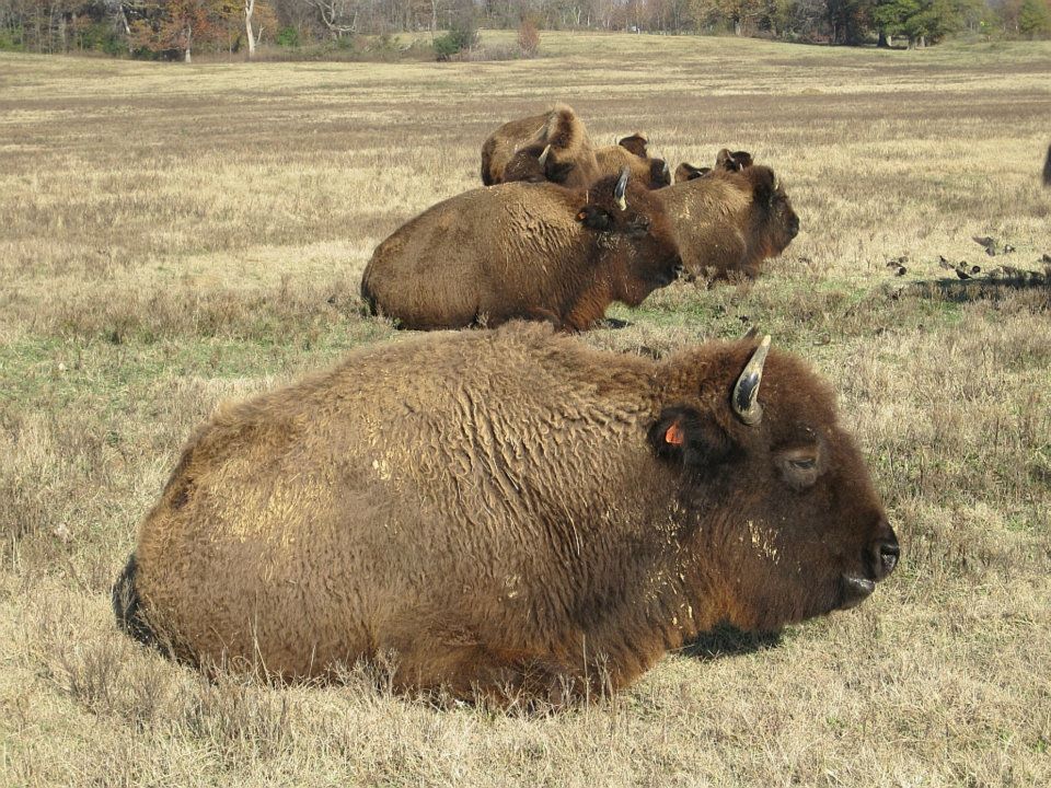 Bison_Shelby_Farms_Park_Memphis_TN_001.jpg