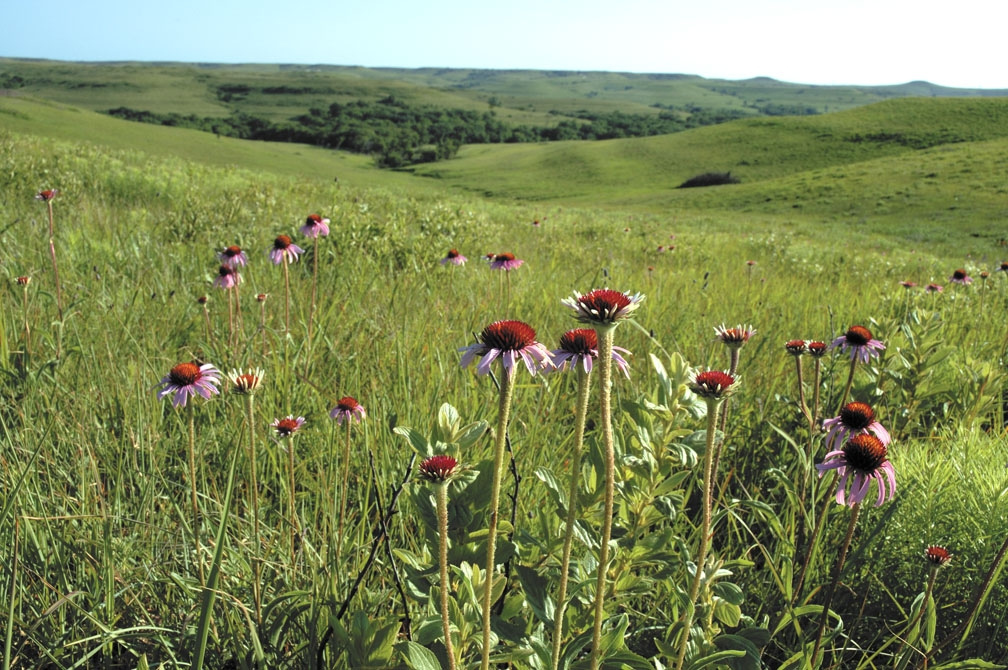 Temperate and Tropical Grasslands, Savannas, and Shrublands — Ecology