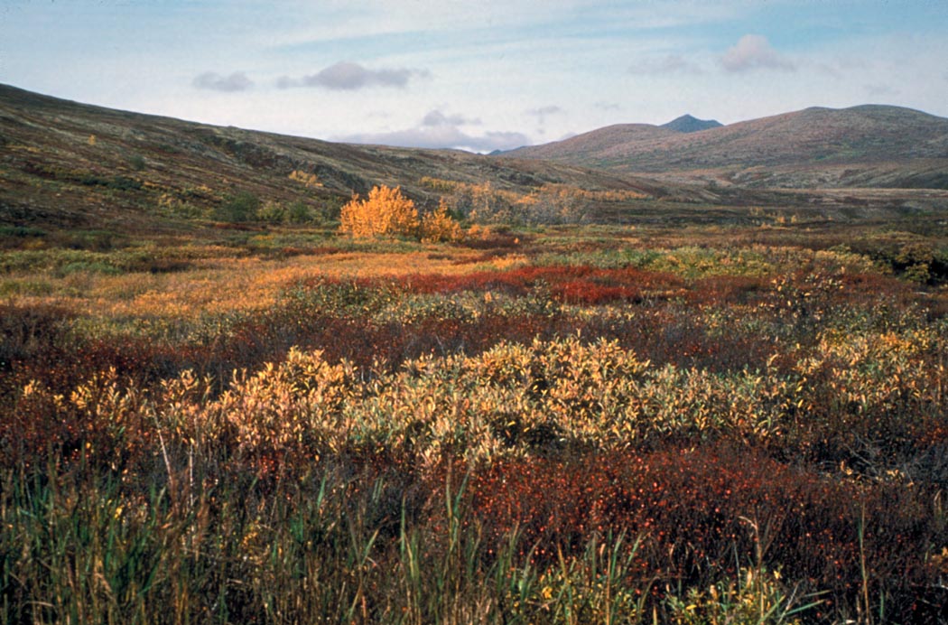 Fall_Tundra_Yukon_Delta_NWR.jpg