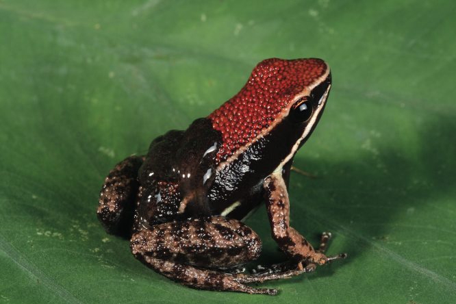 3385dart frog tadpoles.jpg