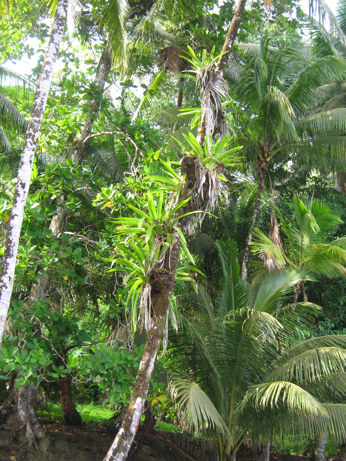 Tropical and Subtropical Moist Broadleaf Forest — Ecology Pocket Guide