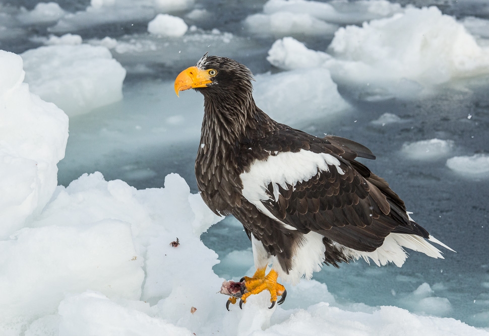 Haliaeetus_pelagicus_(Rausu,_Japan).jpg