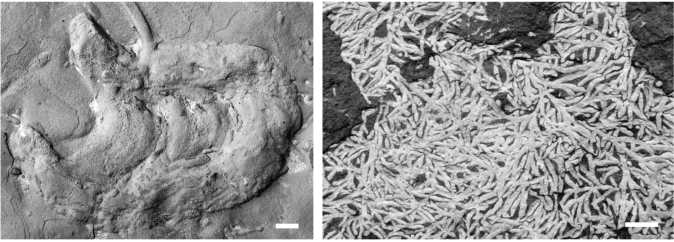 Trace fossils on a bedding plane. Scale bars = 1 cm. Left: Rhizocorallium commune Schmid, 1876, probably a sediment-feeding trace of a polychaete. Middle Triassic (Anisian) limestone (Muschelkalk Group), Weimar, Germany. Right: Chondrites bollensis (Zieten) Schimper, 1869, maybe formed by a chemosymbiotic worm-like organism. Lower Jurassic (Toarcian) black shale of Holzmaden, Germany.