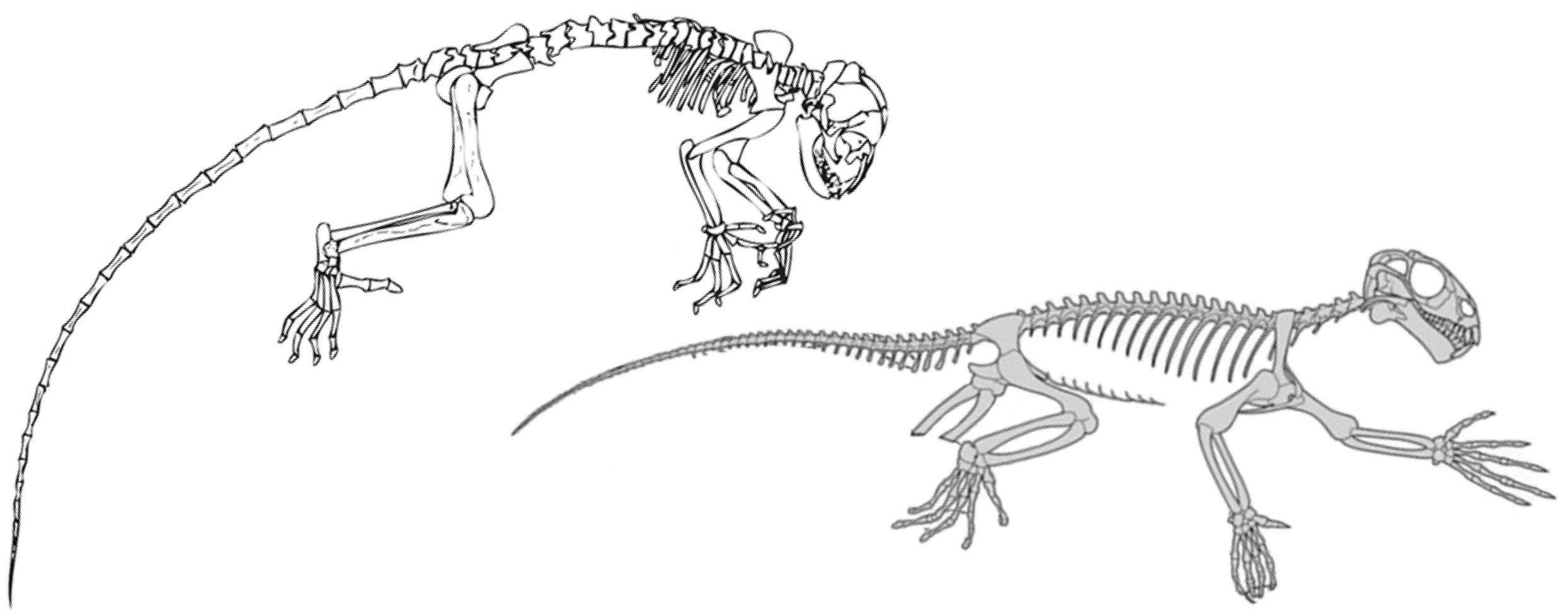 Left: Darwinius (redrawn by Jørn Hurum; after Franzen et al. 2009). Right: Suminia (after Fröbisch and Reisz 2009).