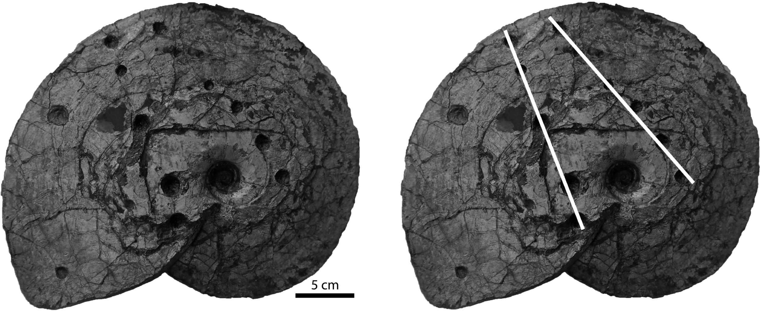 The ammonite Placenticeras meeki from the Cretaceous Bearpaw Formation, Telegraph Creek, Montana, USA, with and without white lines indicating the mosasaur jaws. Collection number PMO 227.613.