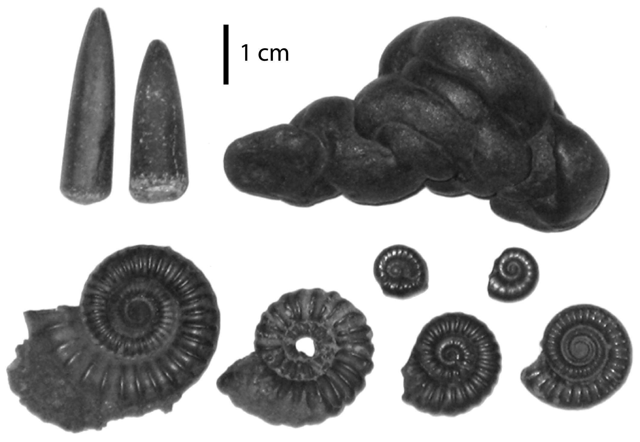Top left: Jurassic belemnite guards. Top right: Possible coprolite, or just a pyrite nodule. Lower images: Echioceras raricostatum ammonites, Charmouth, Dorset.