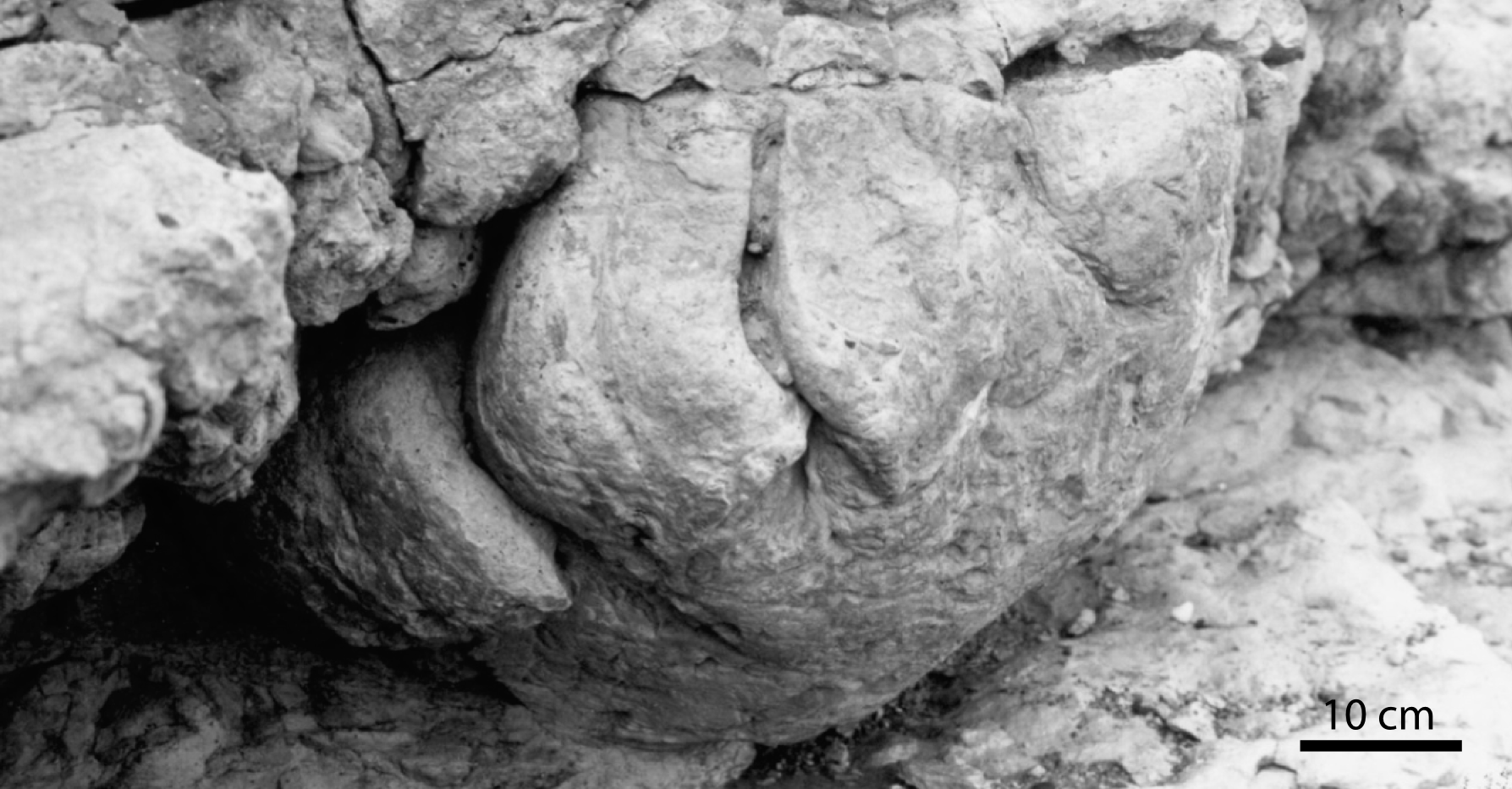 Sauropod pes (hind foot) from the Middle Jurassic of the Yorkshire coast, England.