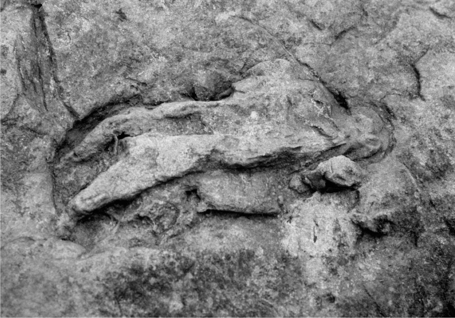 A swimming print of the hind foot of a tridactyl bipedal dinosaur, from the Middle Jurassic of the Yorkshire coast, England. Note the three slightly curved subparallel traces made as the foot digits were dragged through the sediment. The length of the print is approximately 30 cm.