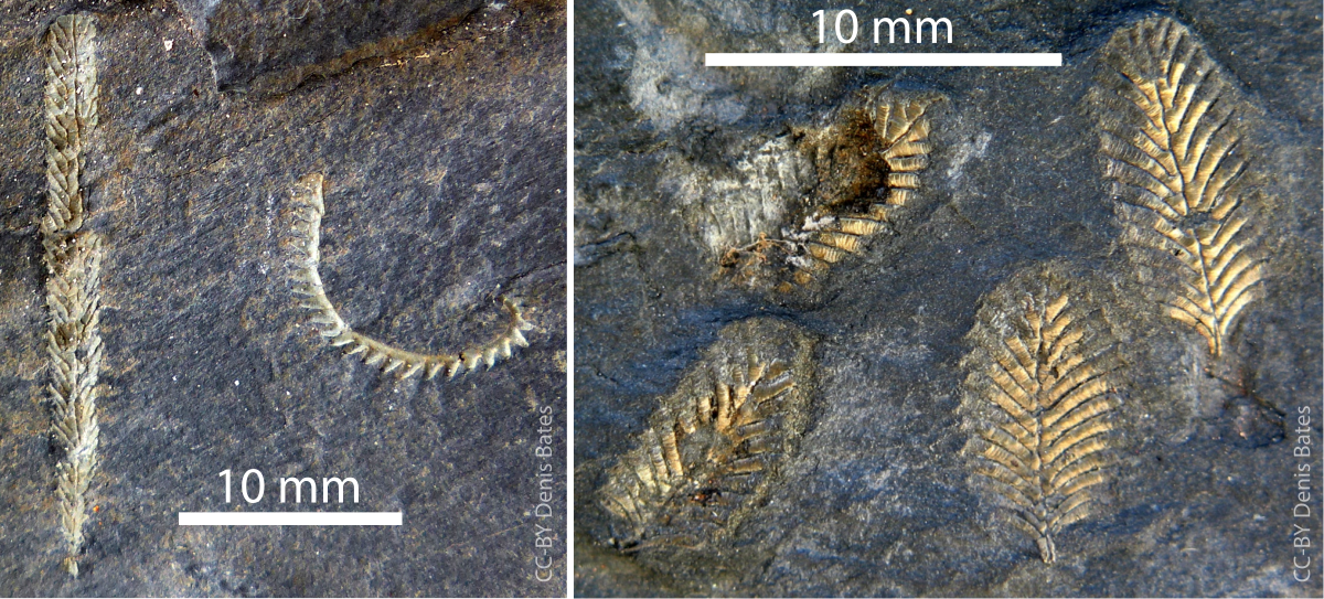 Mesograptus magnus and Monograptus triangulatus (left) and Petalolithus (right) from the O T Jones locations.