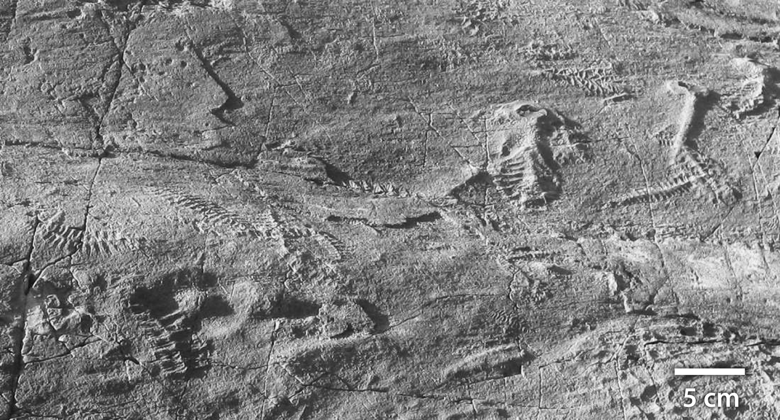 A close-up view of one of the key Ediacaran localities: ‘E’ surface, Mistaken Point, Newfoundland, Canada (565 Ma). At the top right, various frondose organisms including Charniodiscus can be seen, while a cluster of Fractofusus can be seen at the bottom left, exhibiting the multiple levels of branching. This community lived in deep water, and is thought to have lived off dissolved organic carbon found in the water column.
