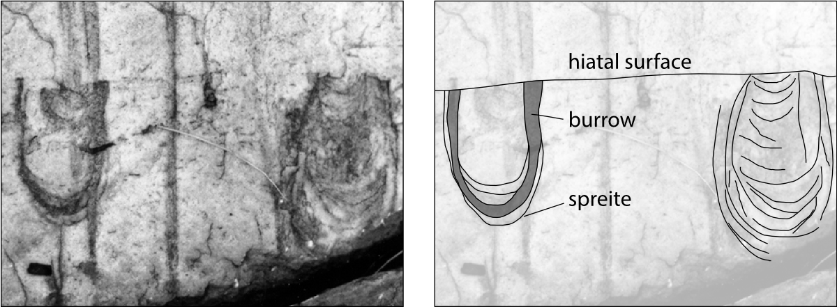 The trace fossil Diplocraterion partially eroded by cross-bedded sandstones (Ordovician of Australia).