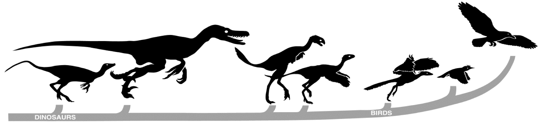 Feduccia birds.png
