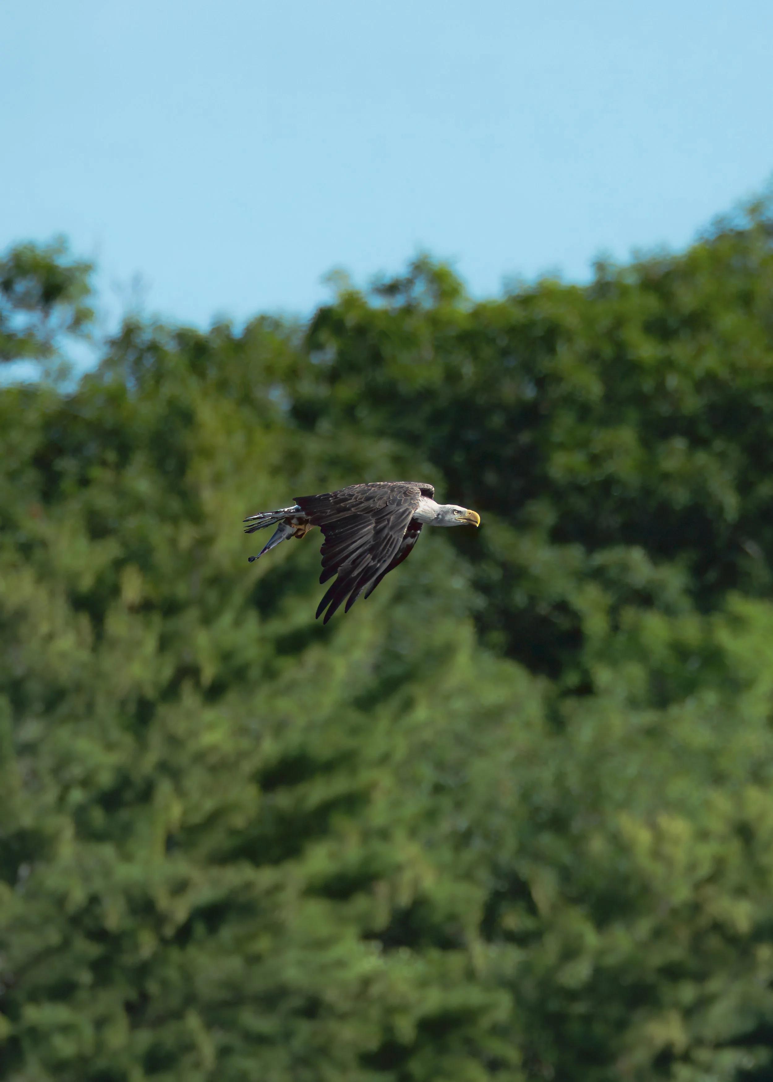 A bird of prey flying low over a green forest with a clear blue sky in the background.