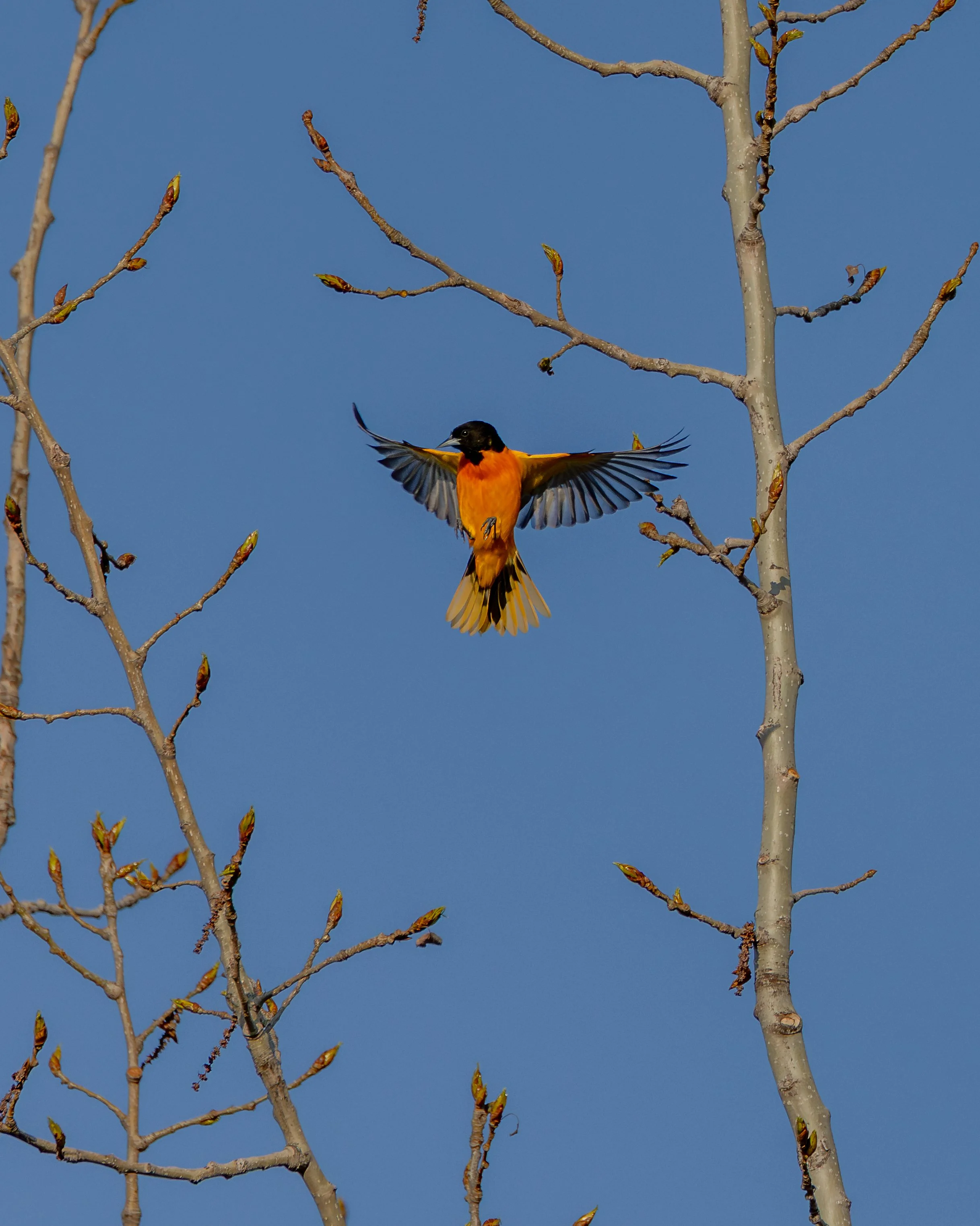 A bird with orange and black feathers is flying with wings spread open near tree branches with budding leaves against a clear blue sky.