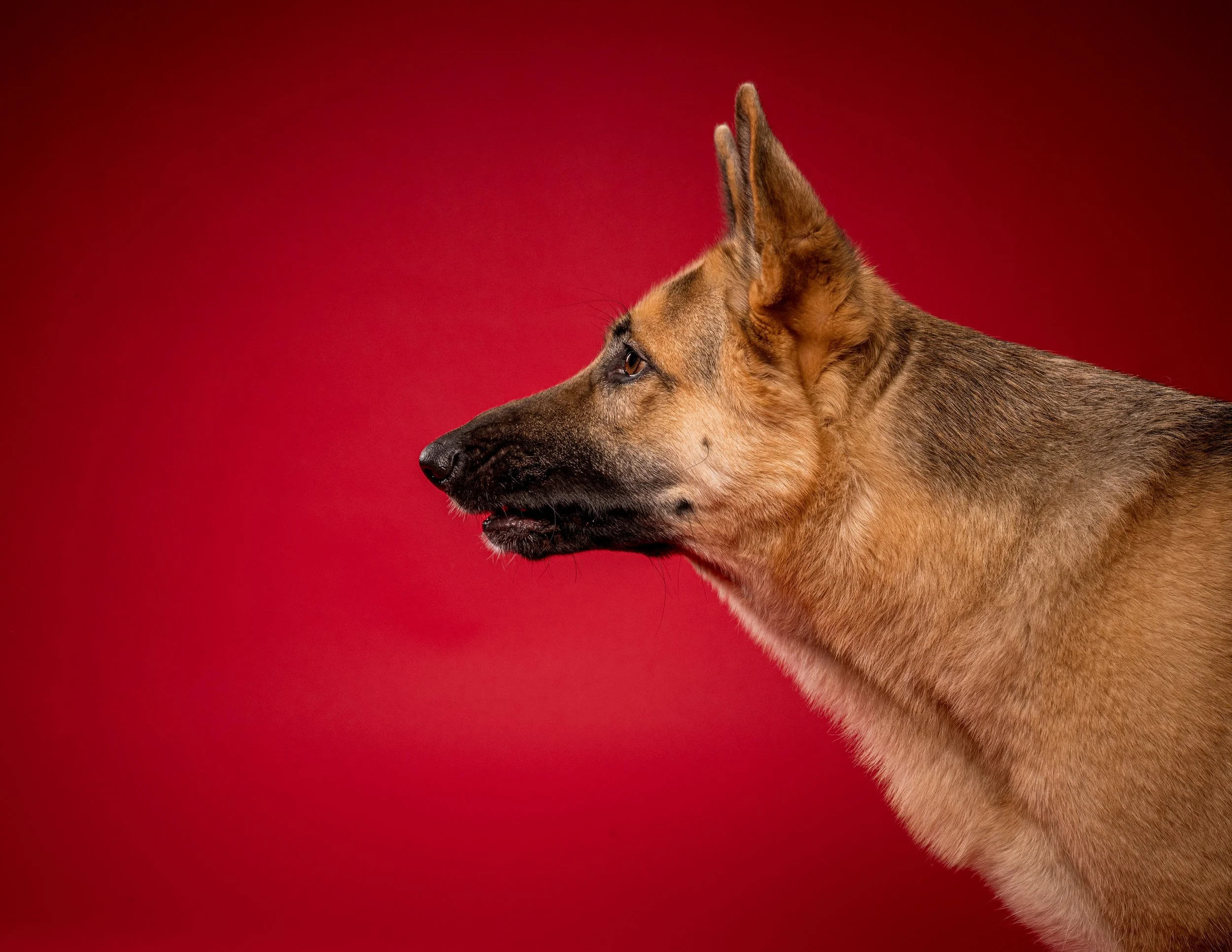 Profile of a German Shepherd dog with tan and black fur, looking to the left, against a red background.