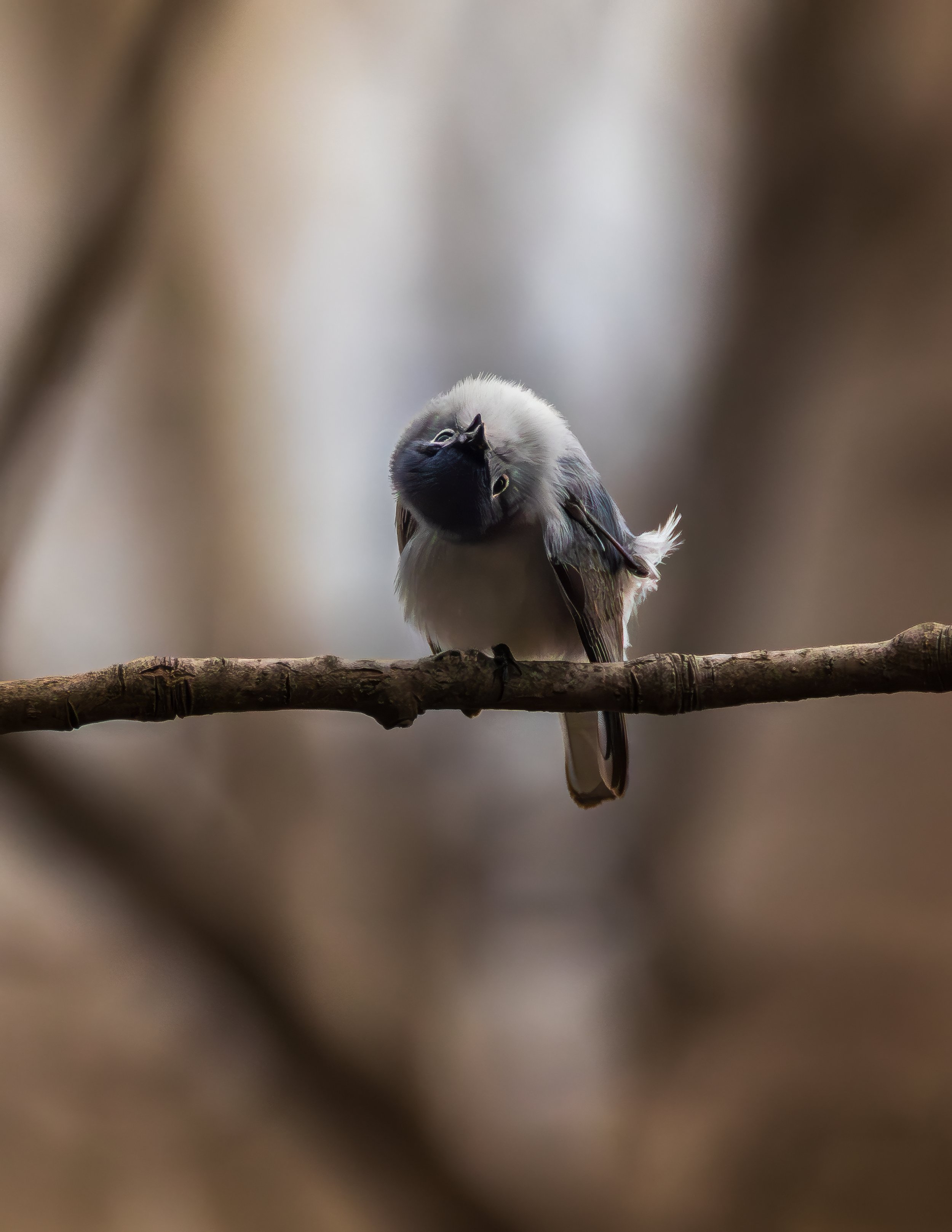 A small bird with white and black feathers perched on a thin branch, looking to the side with a blurry background.