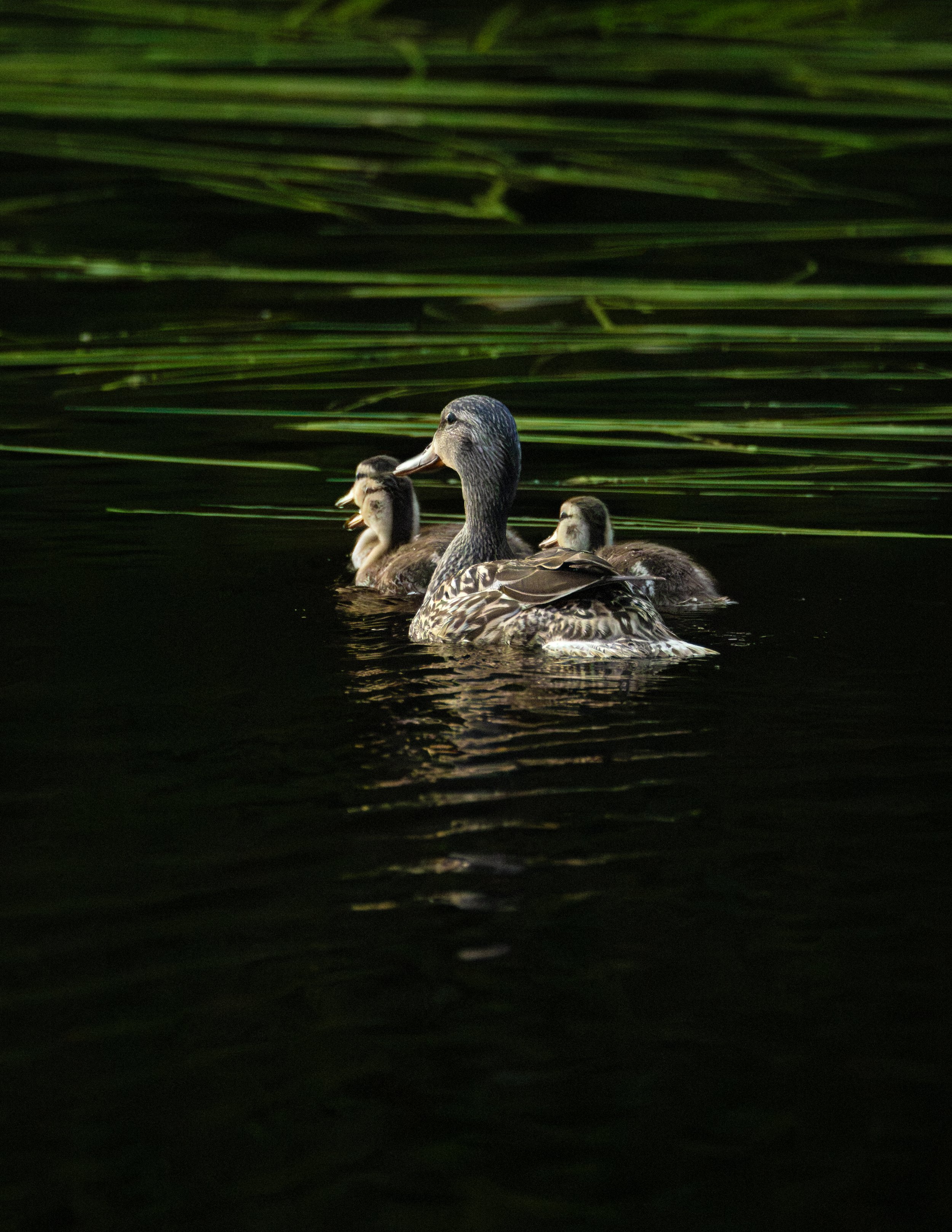 A mother duck swimming on dark water with two ducklings swimming behind her, surrounded by tall green reeds.
