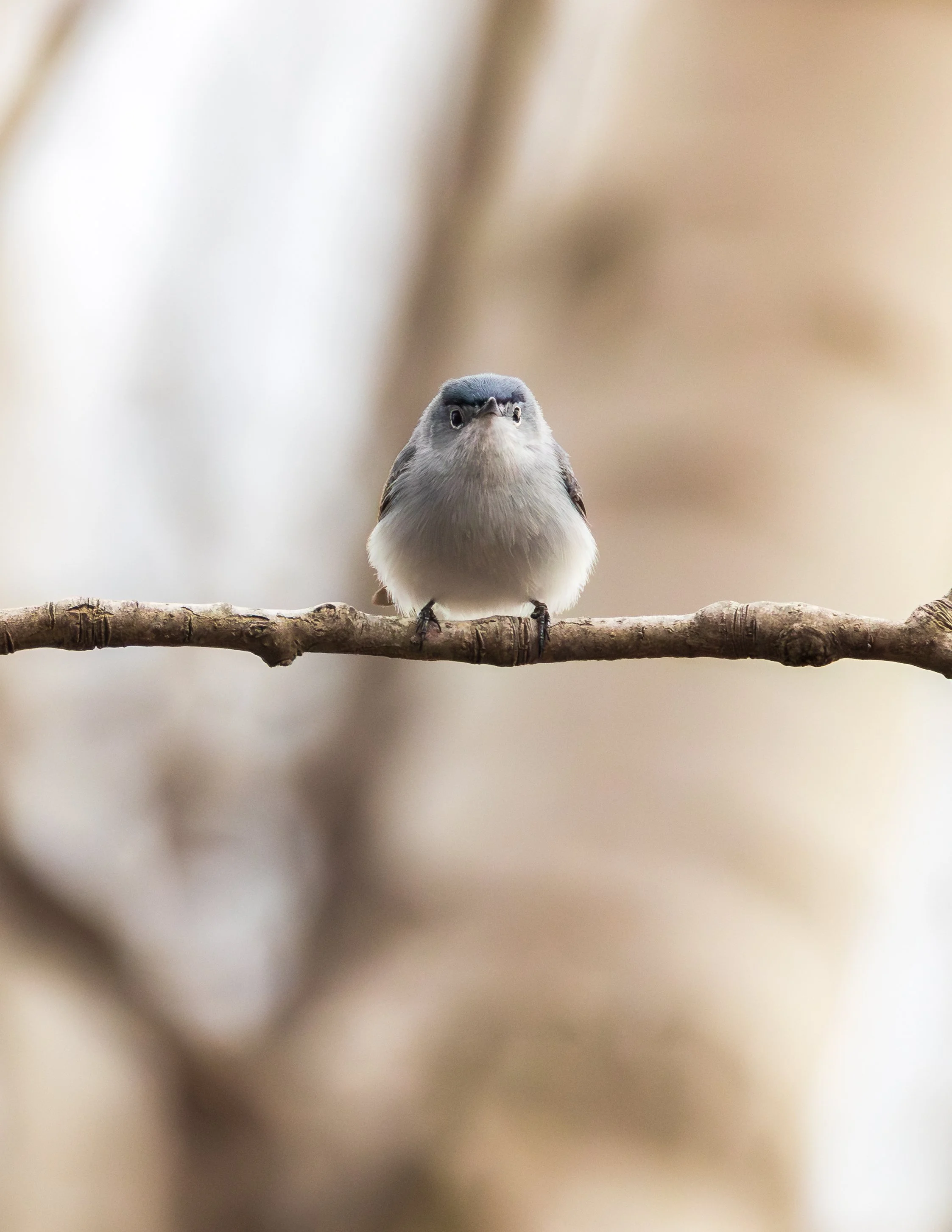 A small bird with gray and white feathers perched on a thin branch.