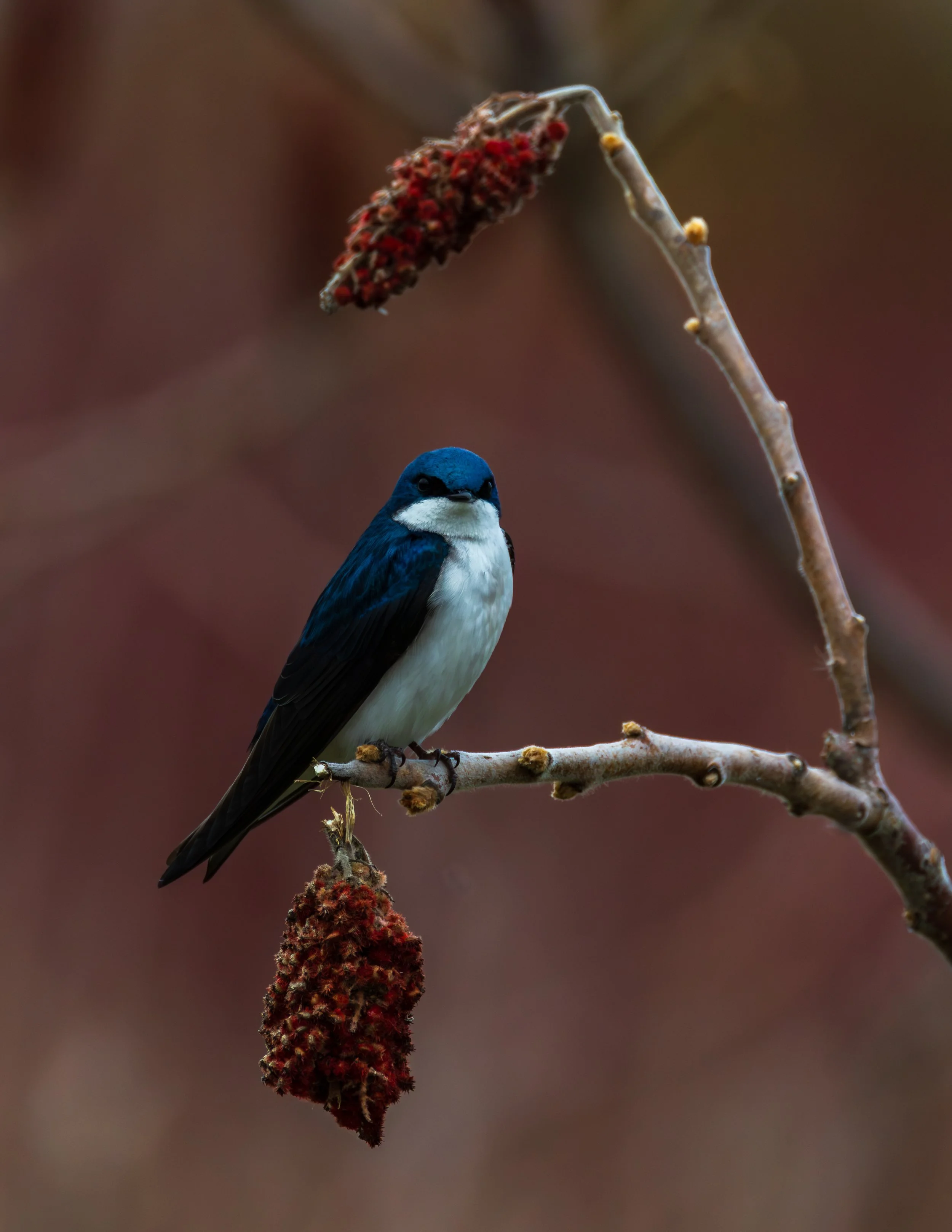 A small bird with black and white feathers perched on a branch near a red, fuzzy flower.