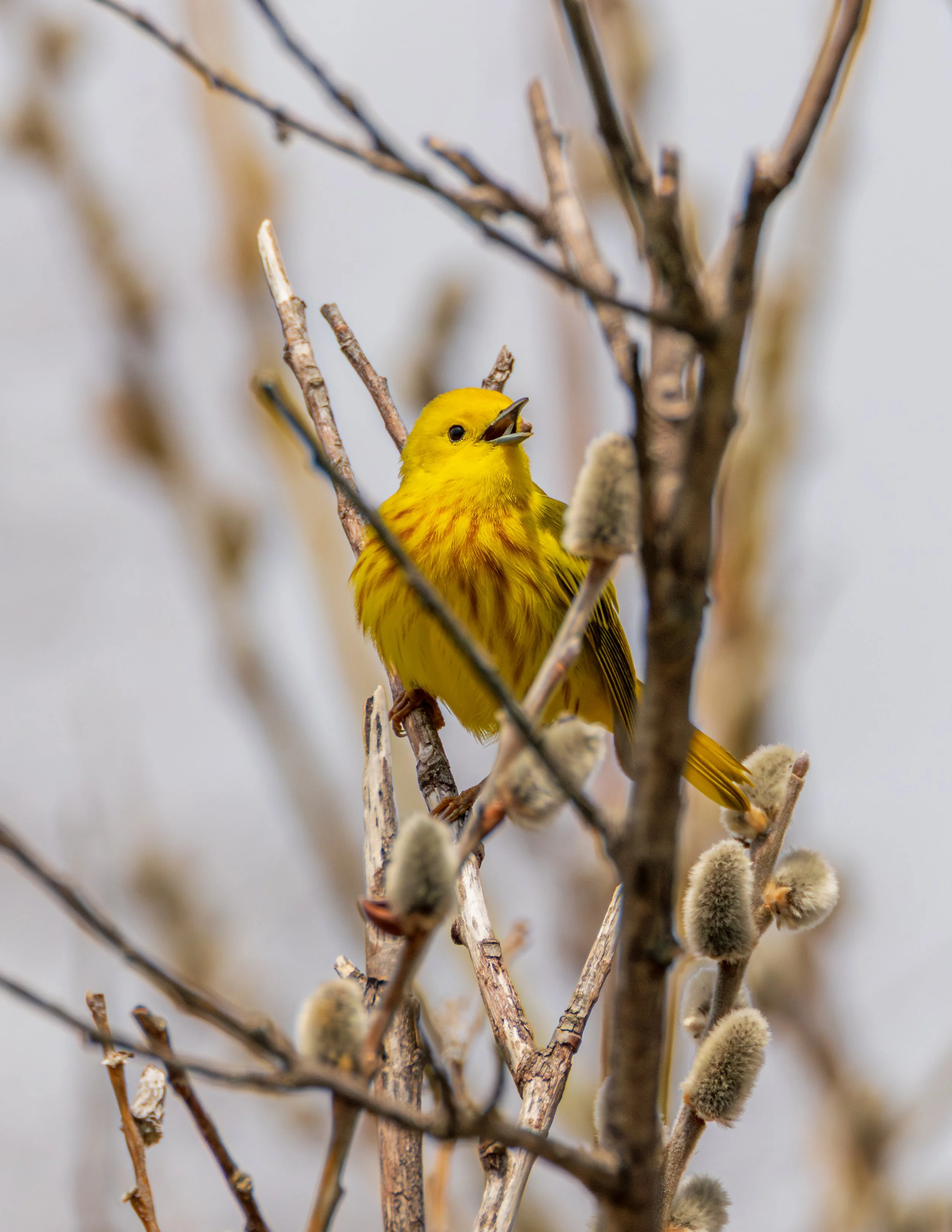 A yellow bird perches on a branch among dried. Pussy willow branches with soft, fuzzy buds.