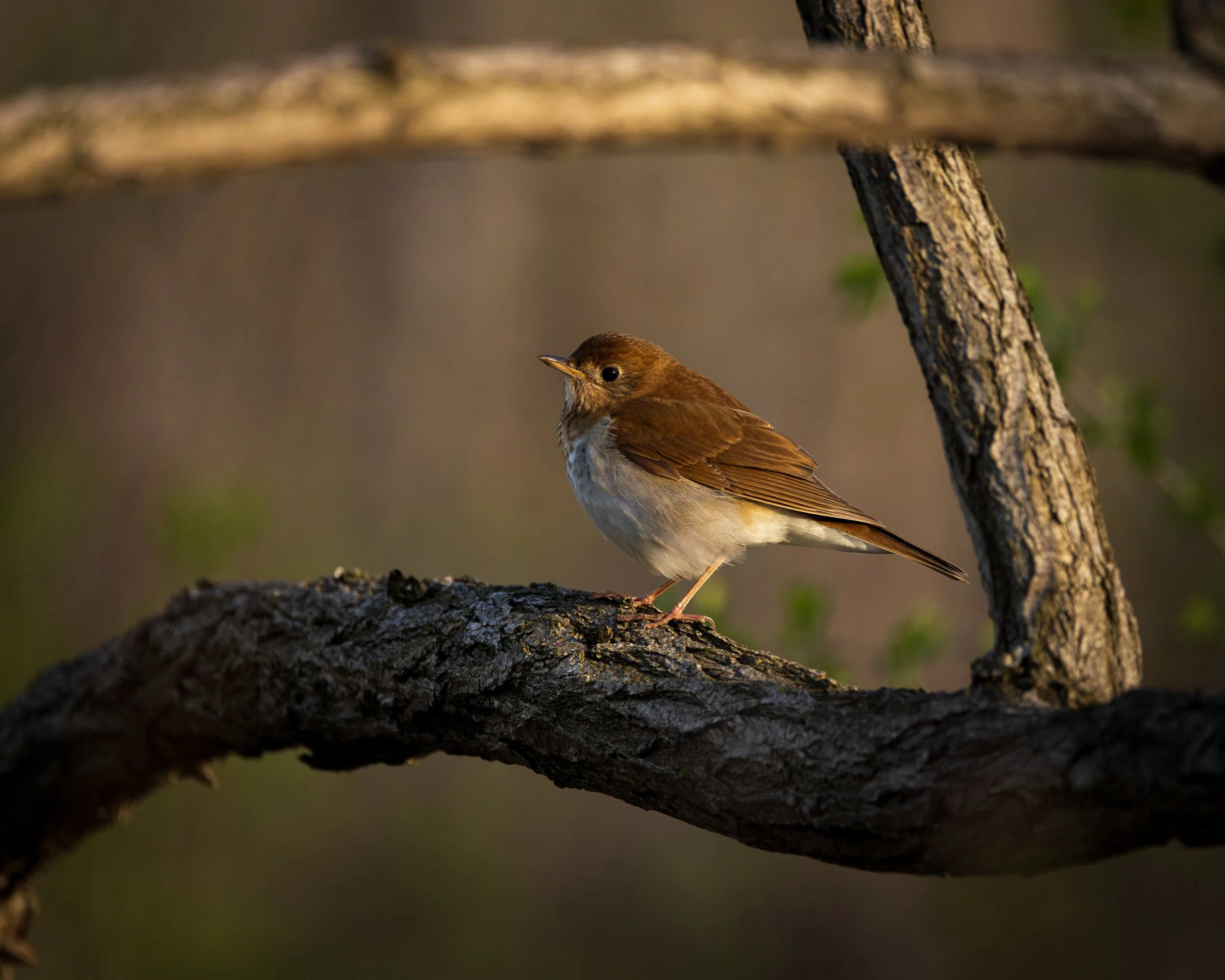 A small brown bird with a white belly perched on a tree branch.