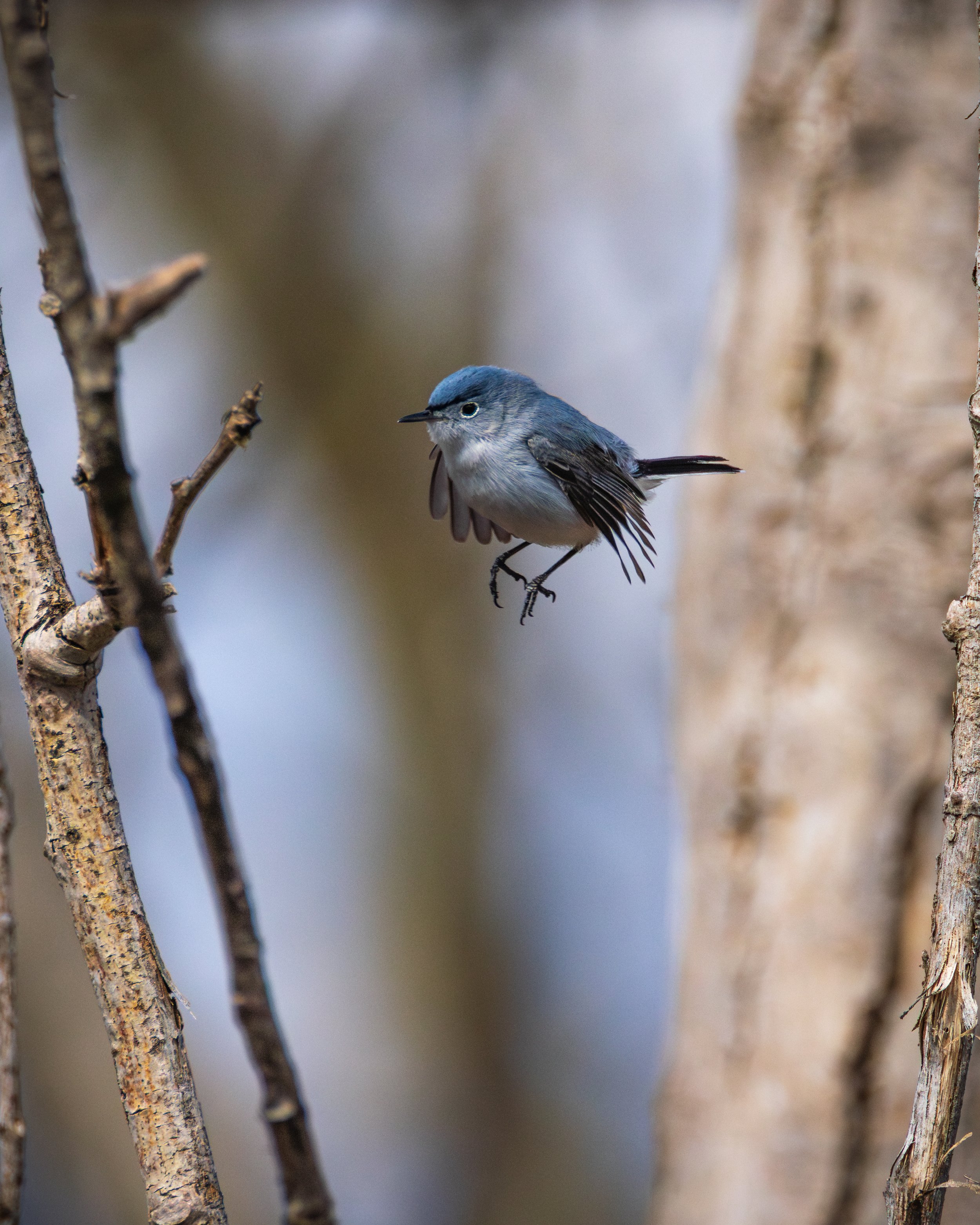 A small blue-gray bird with a slender beak perched on a thin branch in a natural outdoor setting. The background is blurred with neutral tones.