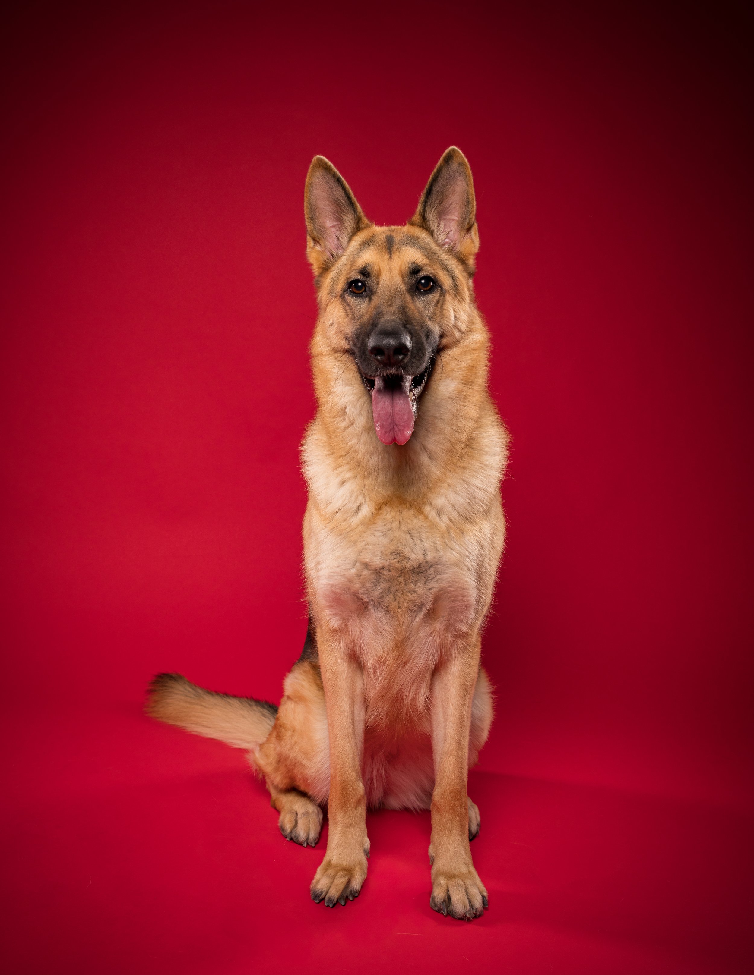 A German Shepherd dog sitting on a red background, panting with its tongue out.