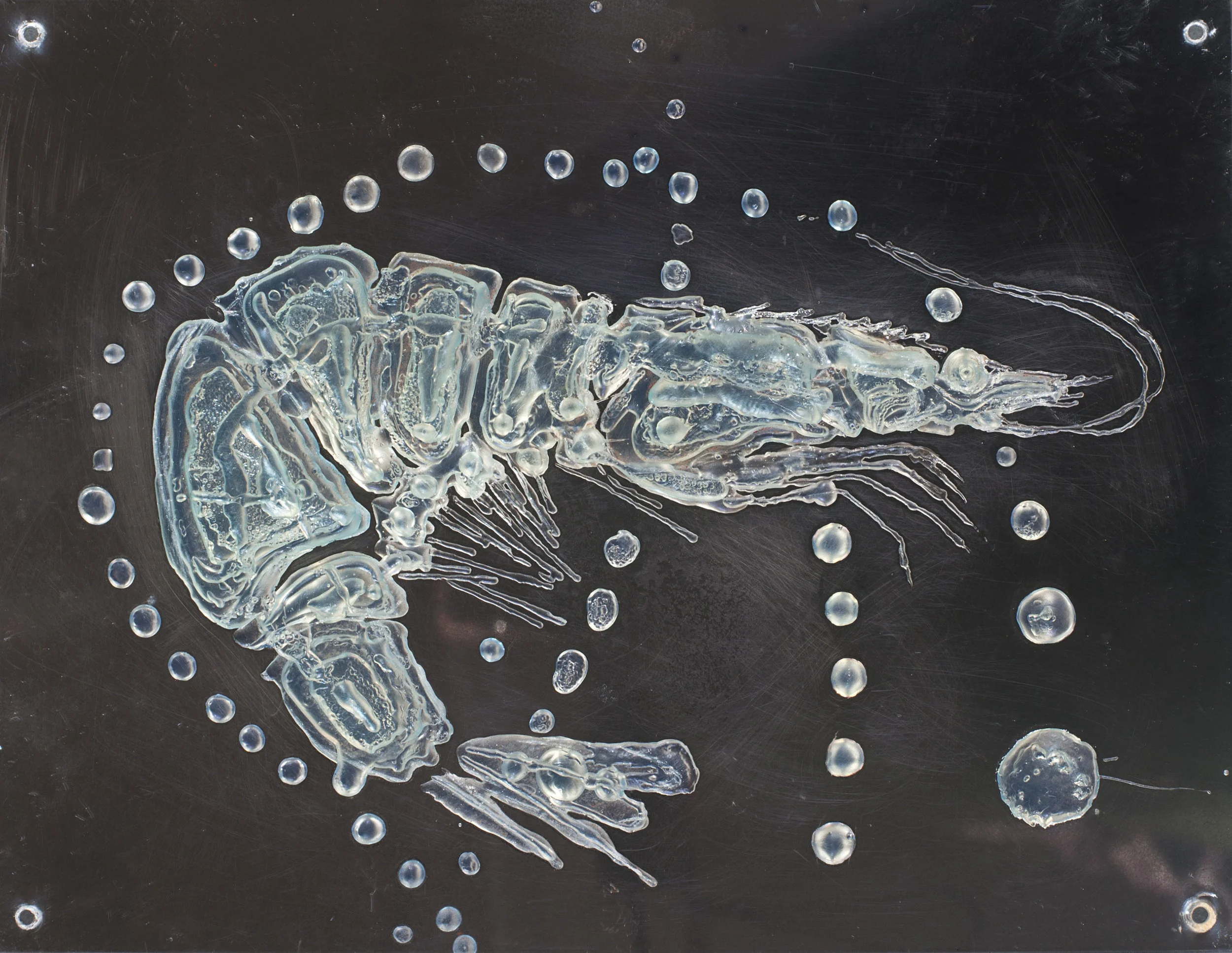 1208 shrimp final comp.jpg