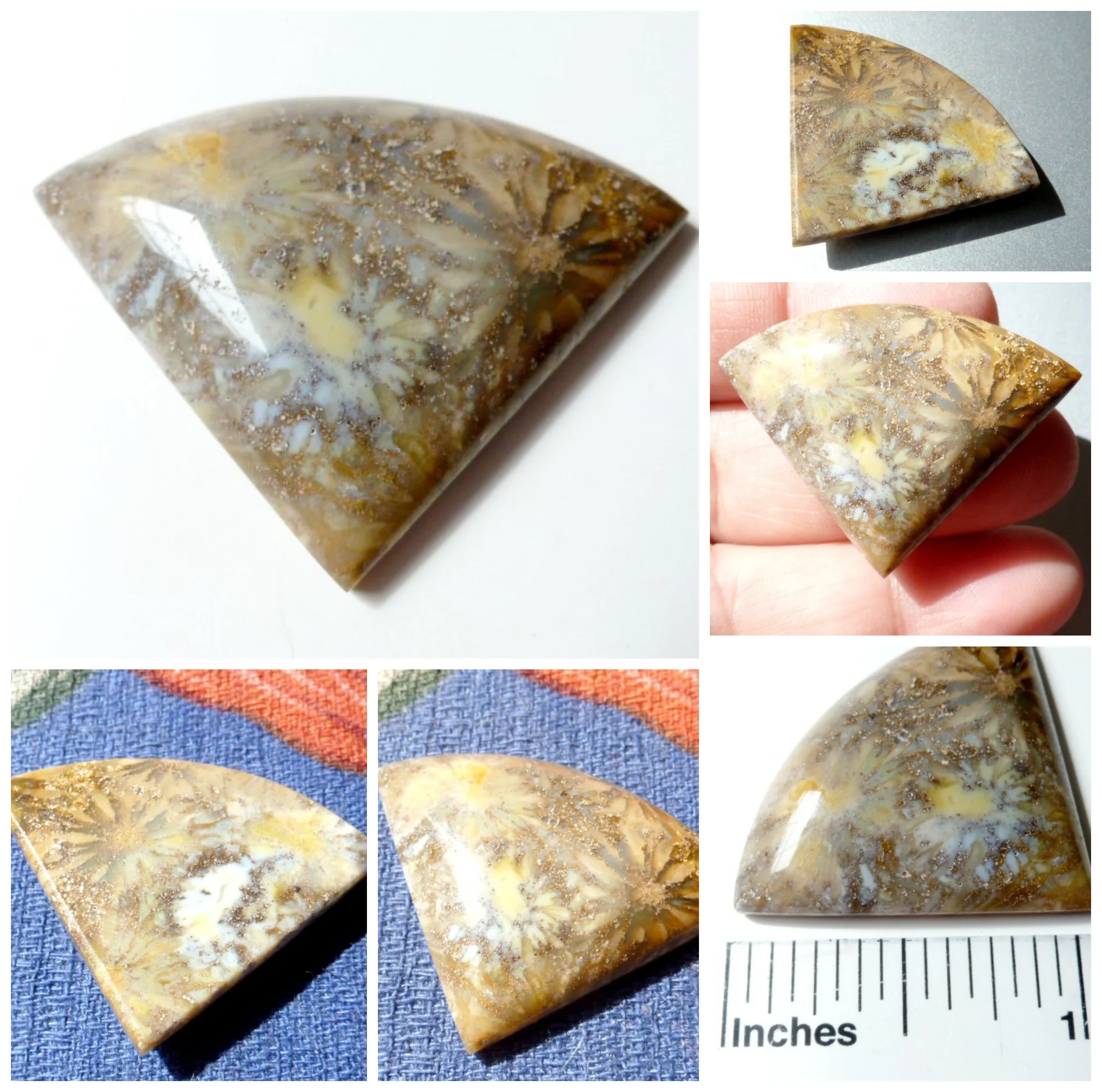 AgatizedFossilCoralFan.jpg.jpg