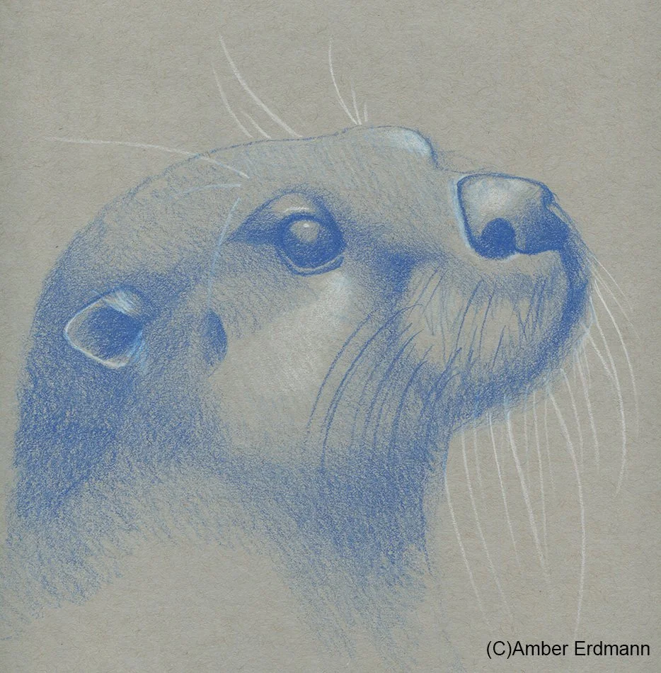 Otter.jpg