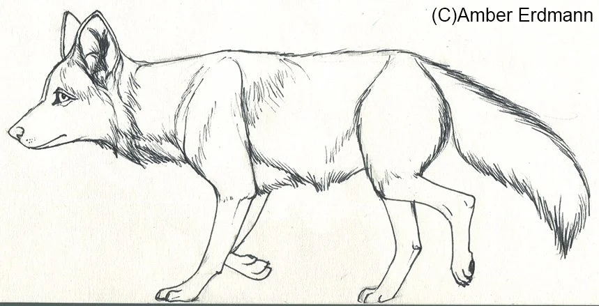 Coyote.jpg