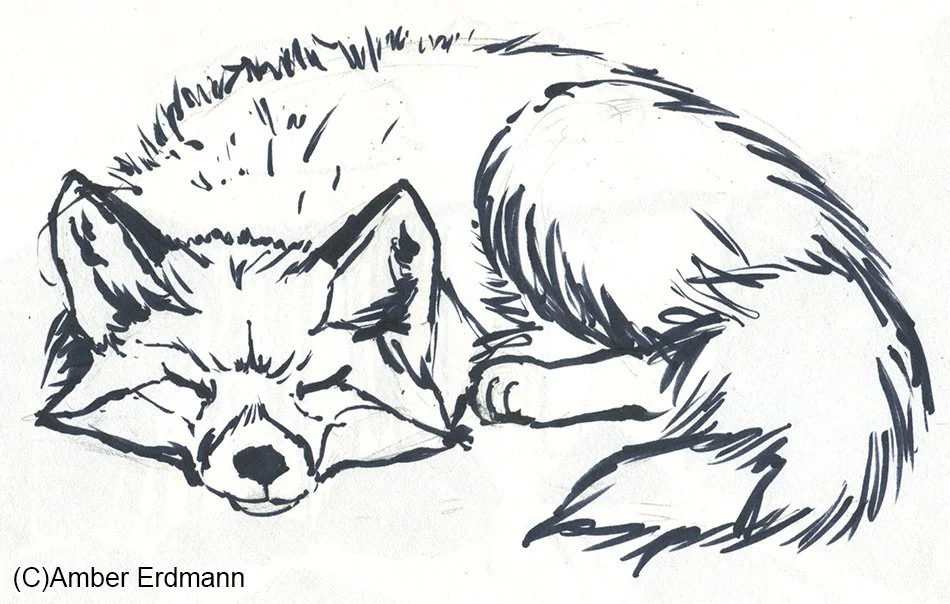 SleepingFox.jpg