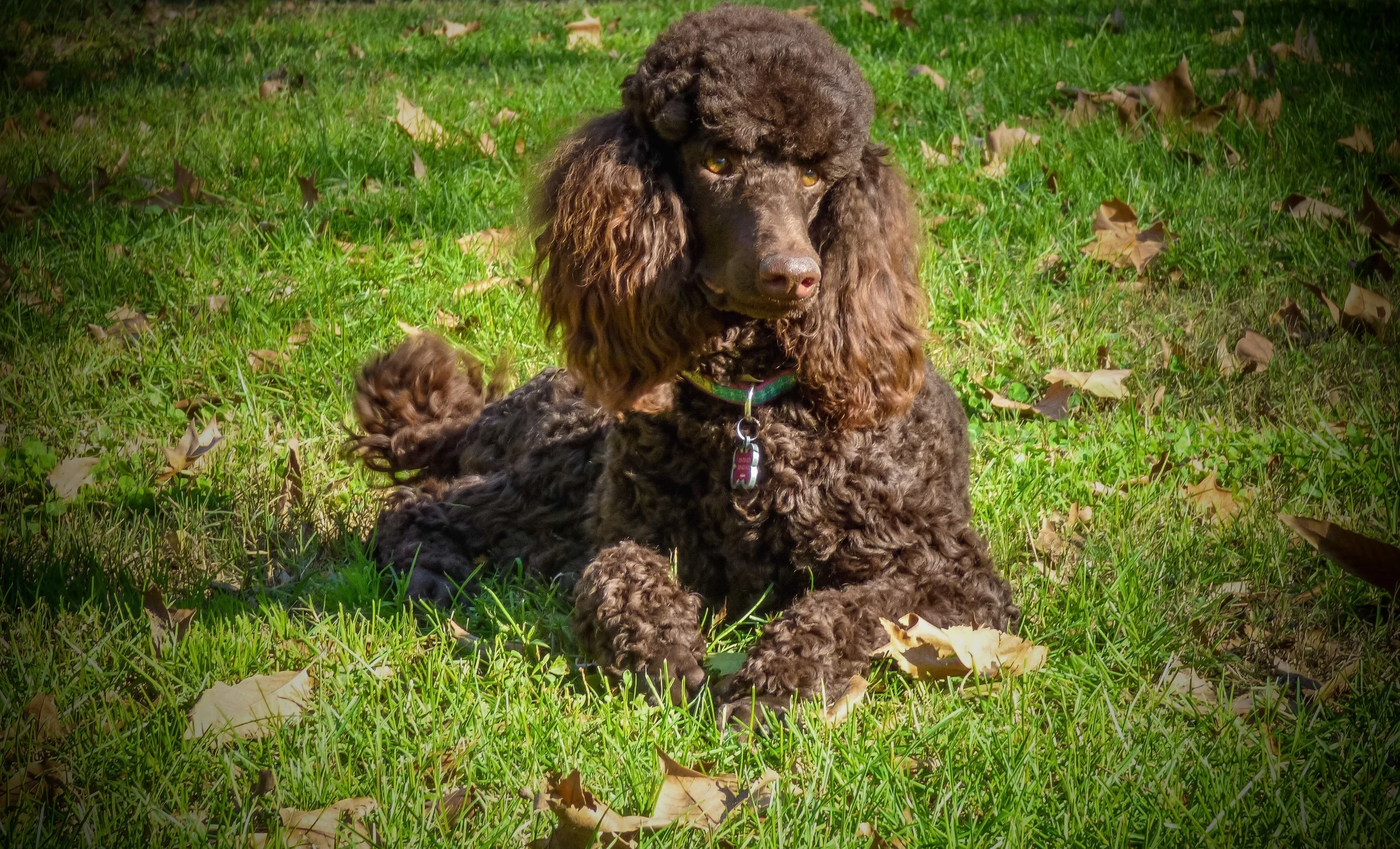 amputee cats for adoption