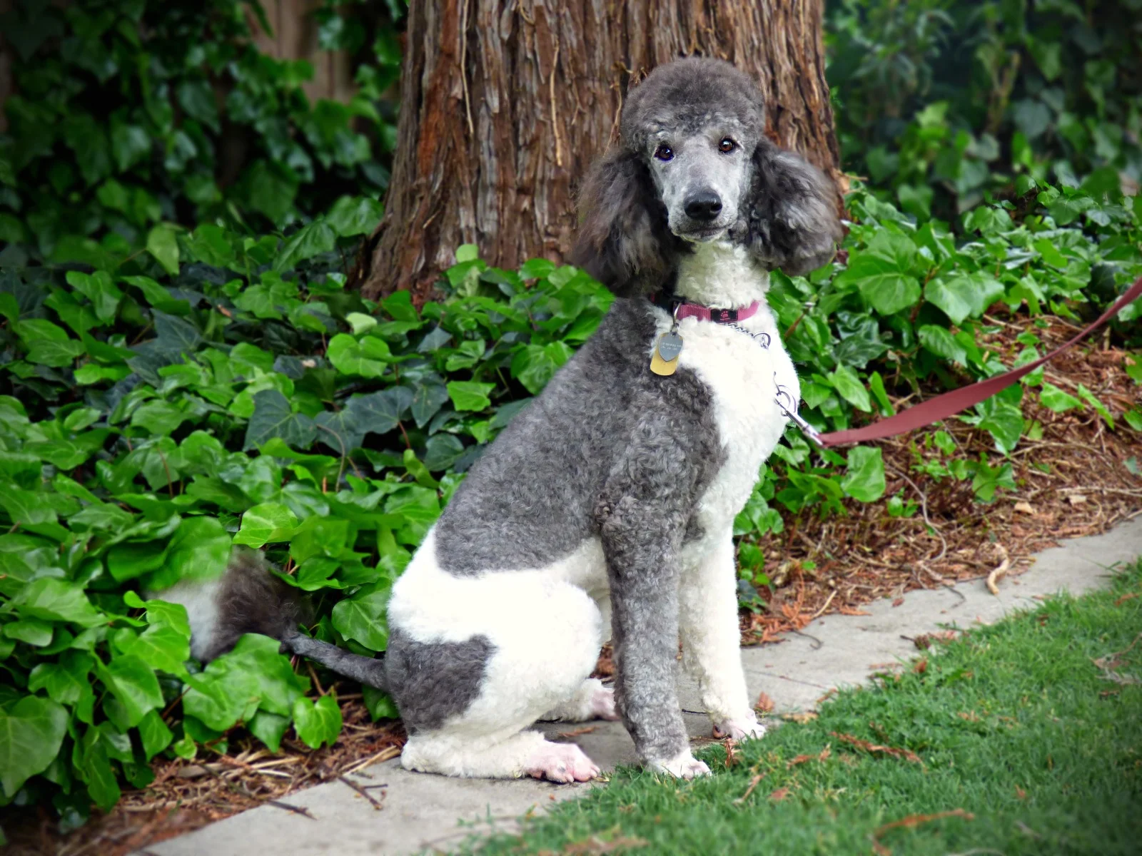 red and white parti poodle for sale