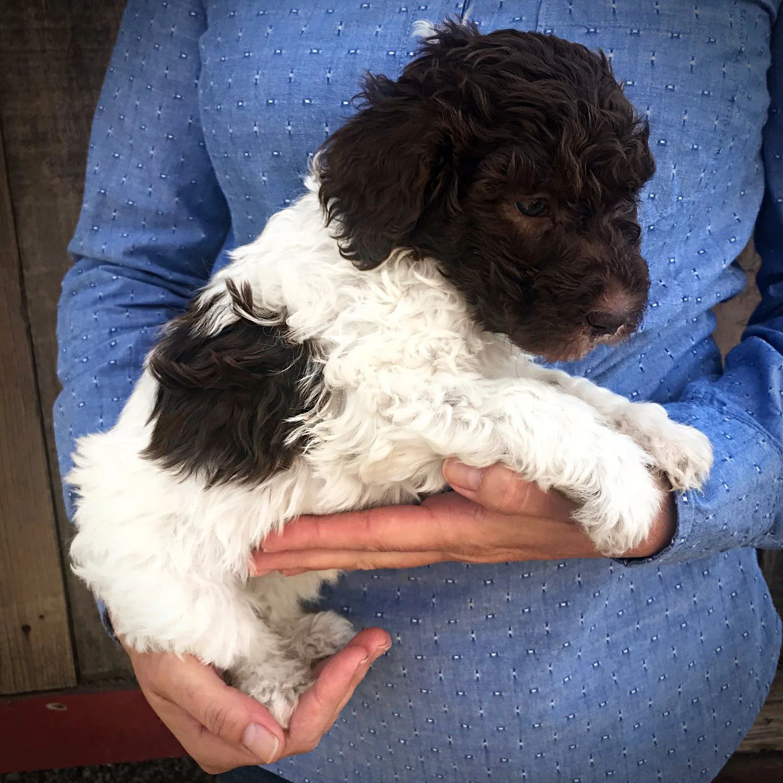 red2_standard_poodle_puppy_parti.jpg