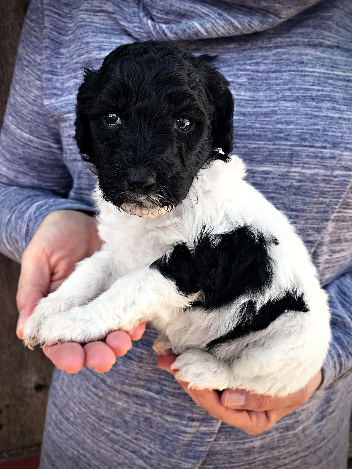 black1_standard_poodle_puppy_parti.jpg