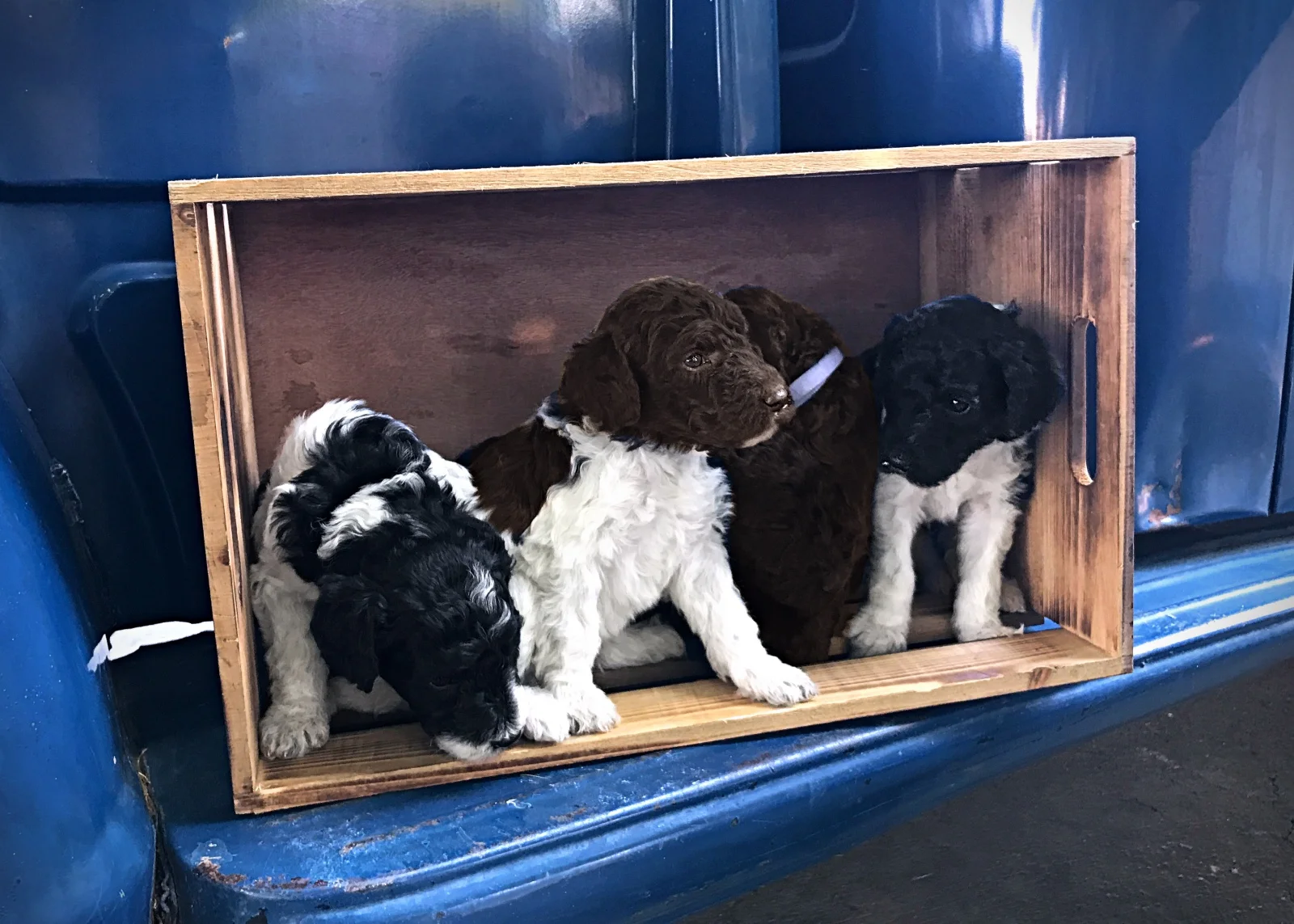 boys3_standard_poodle_puppy.jpg