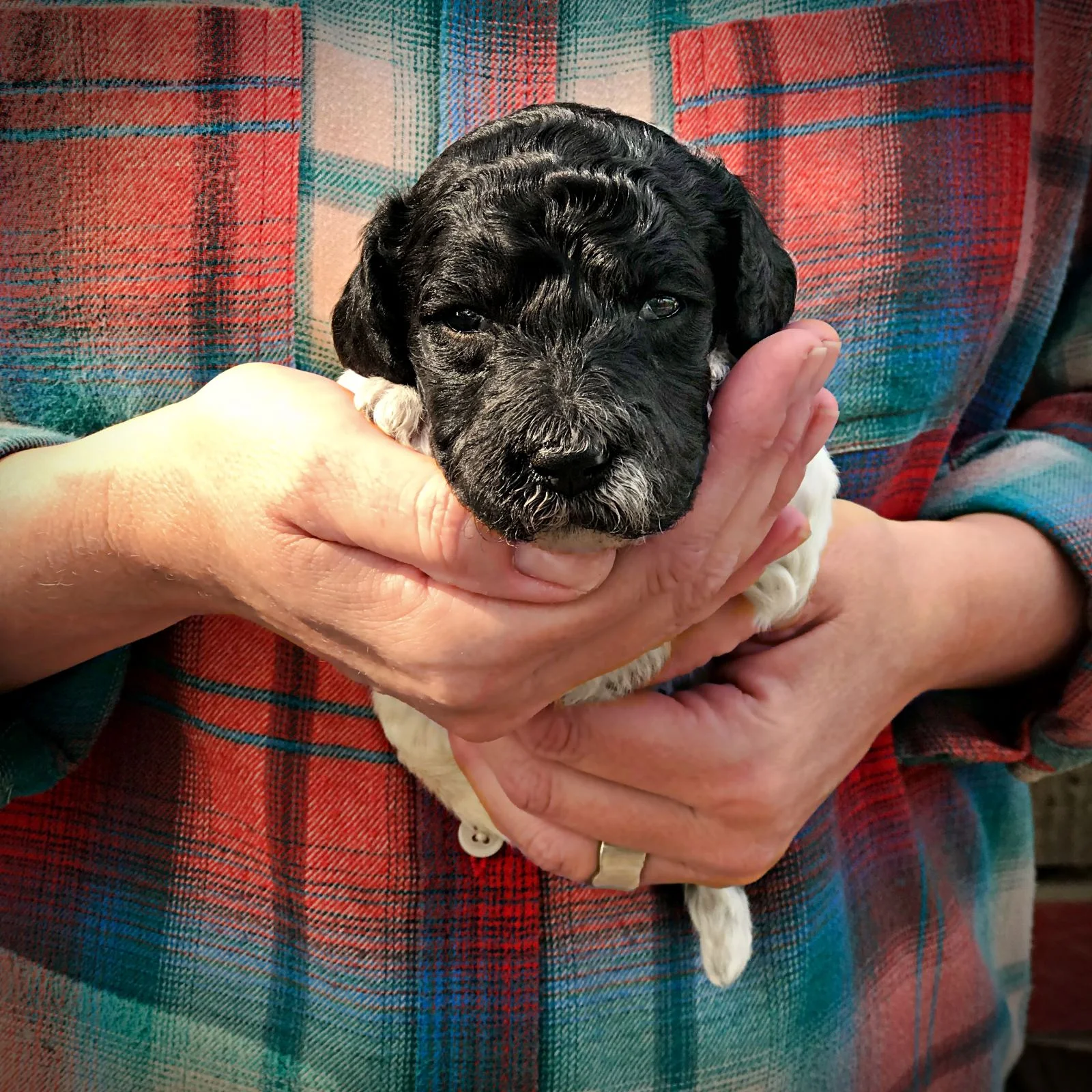 pink1.standard.poodle.puppy.parti.jpg