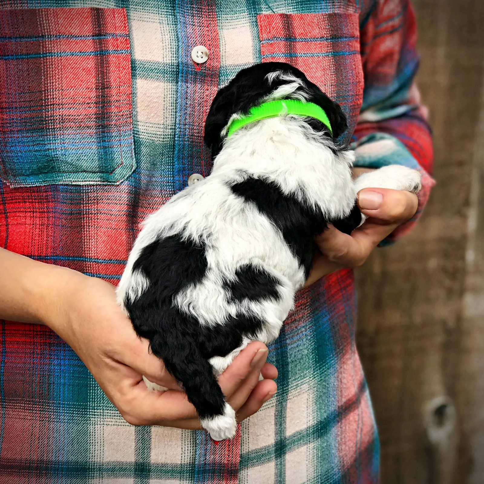lime3.standard.poodle.puppy.parti.jpg