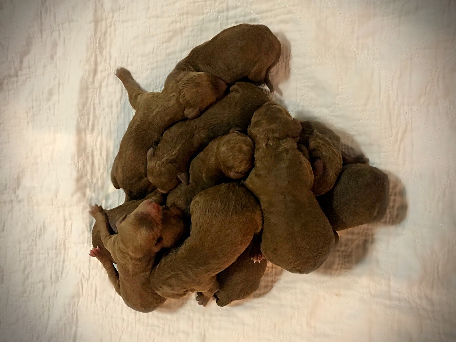 Red Standard Poodle Puppies! -1 Day Old