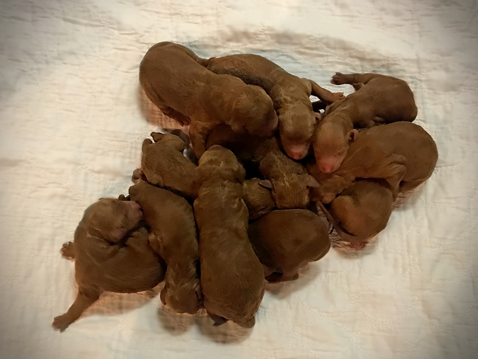 Standard Poodle Puppy Pile! -1 Day Old