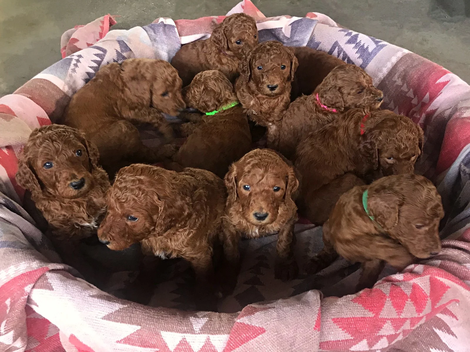 Poodle Pile In A Pool! -4 Weeks Old