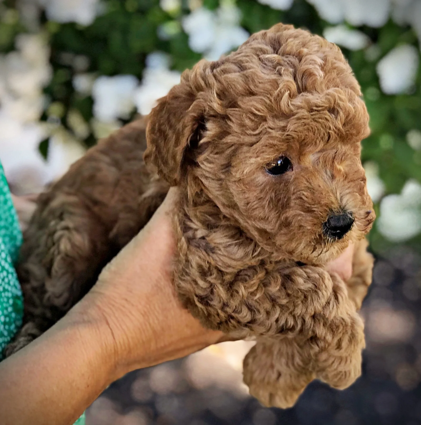 copper toy poodle