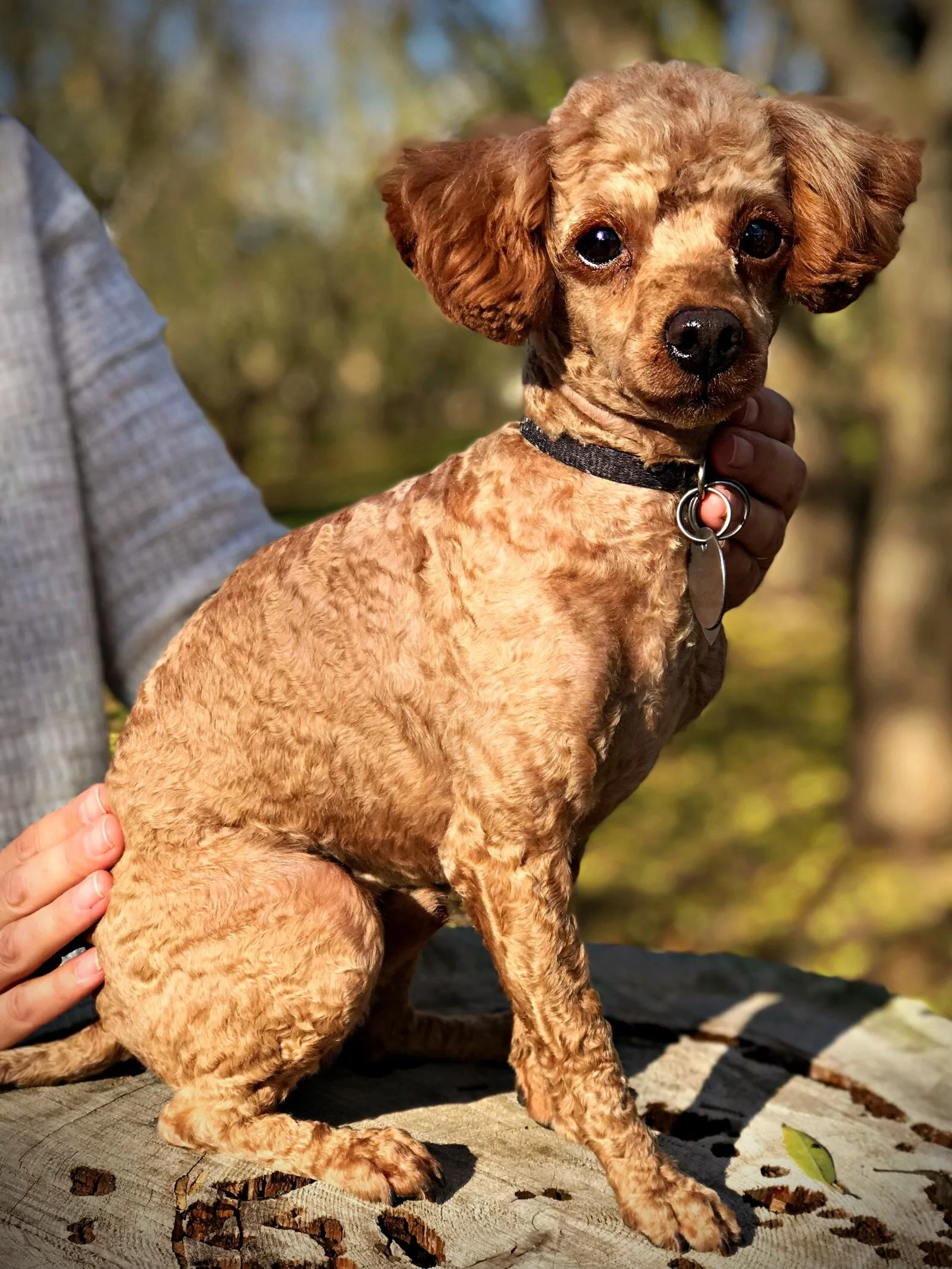 copper toy poodle