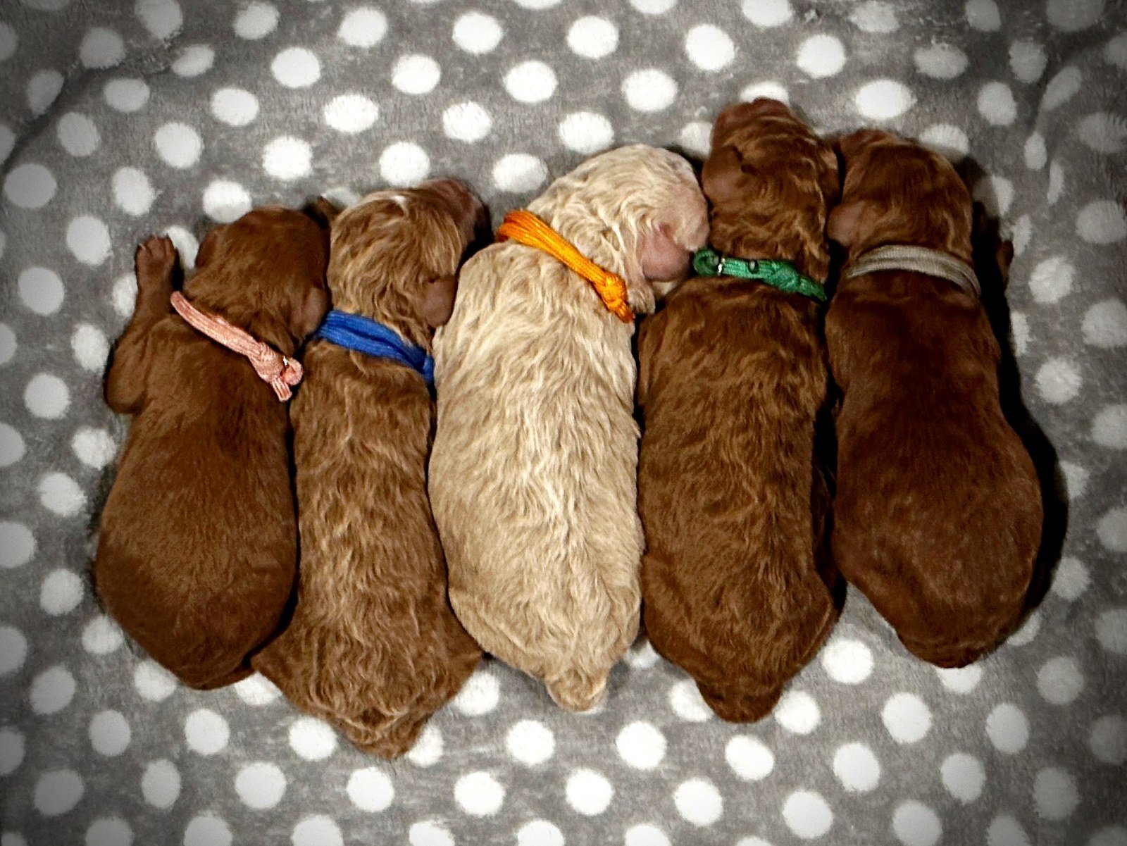 First Moyen Poodle Puppy Lineup!  1 Day Old