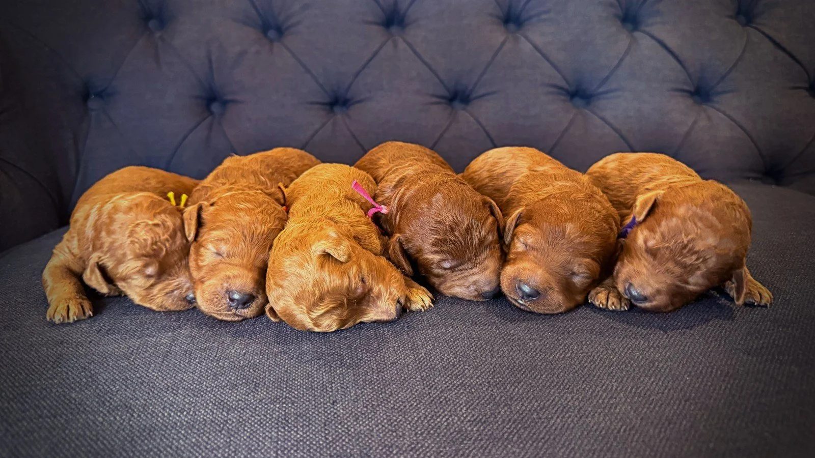 The Girls!  -One Week Old