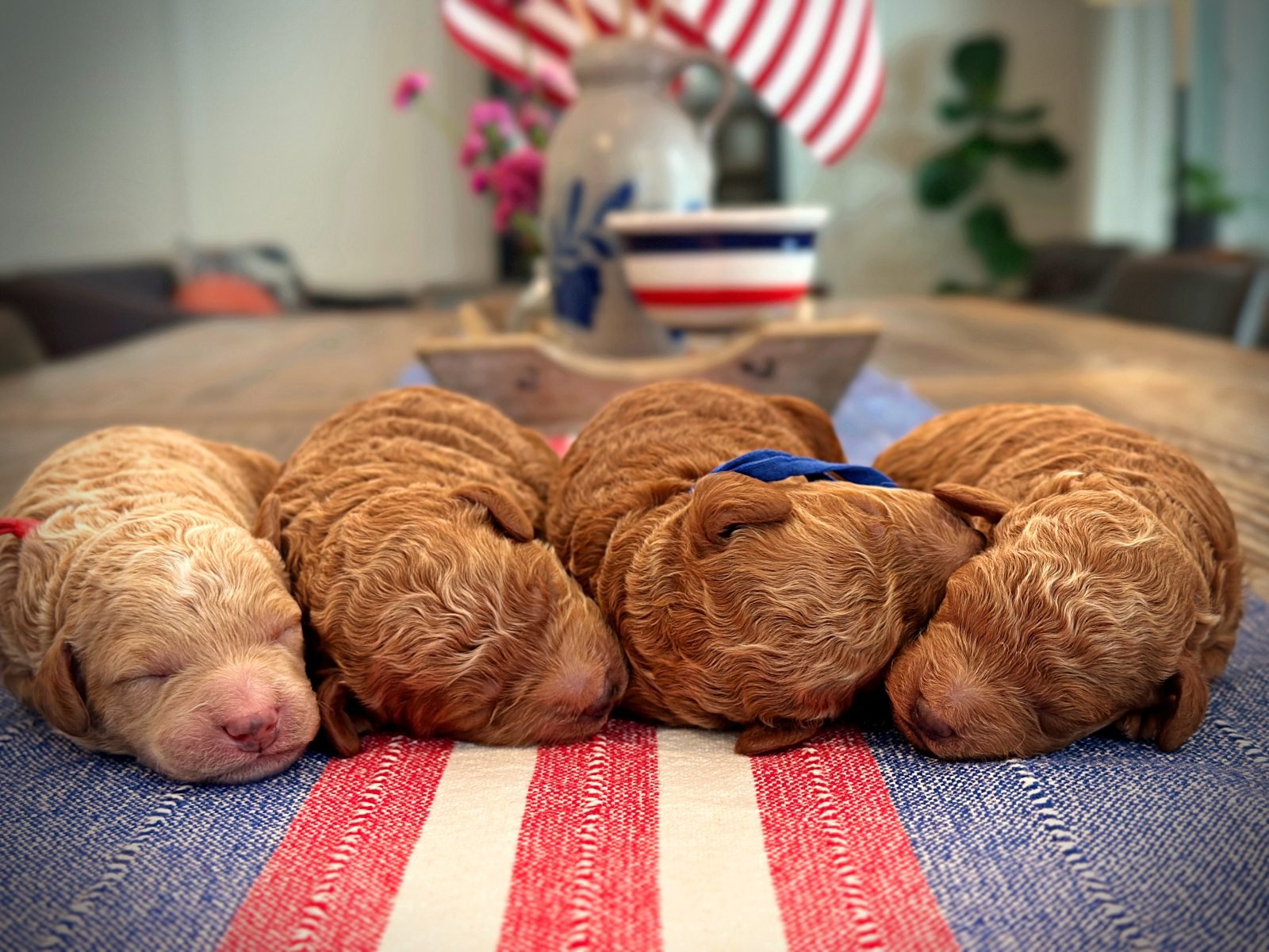 Four Handsome Boys!  5 Days Old!