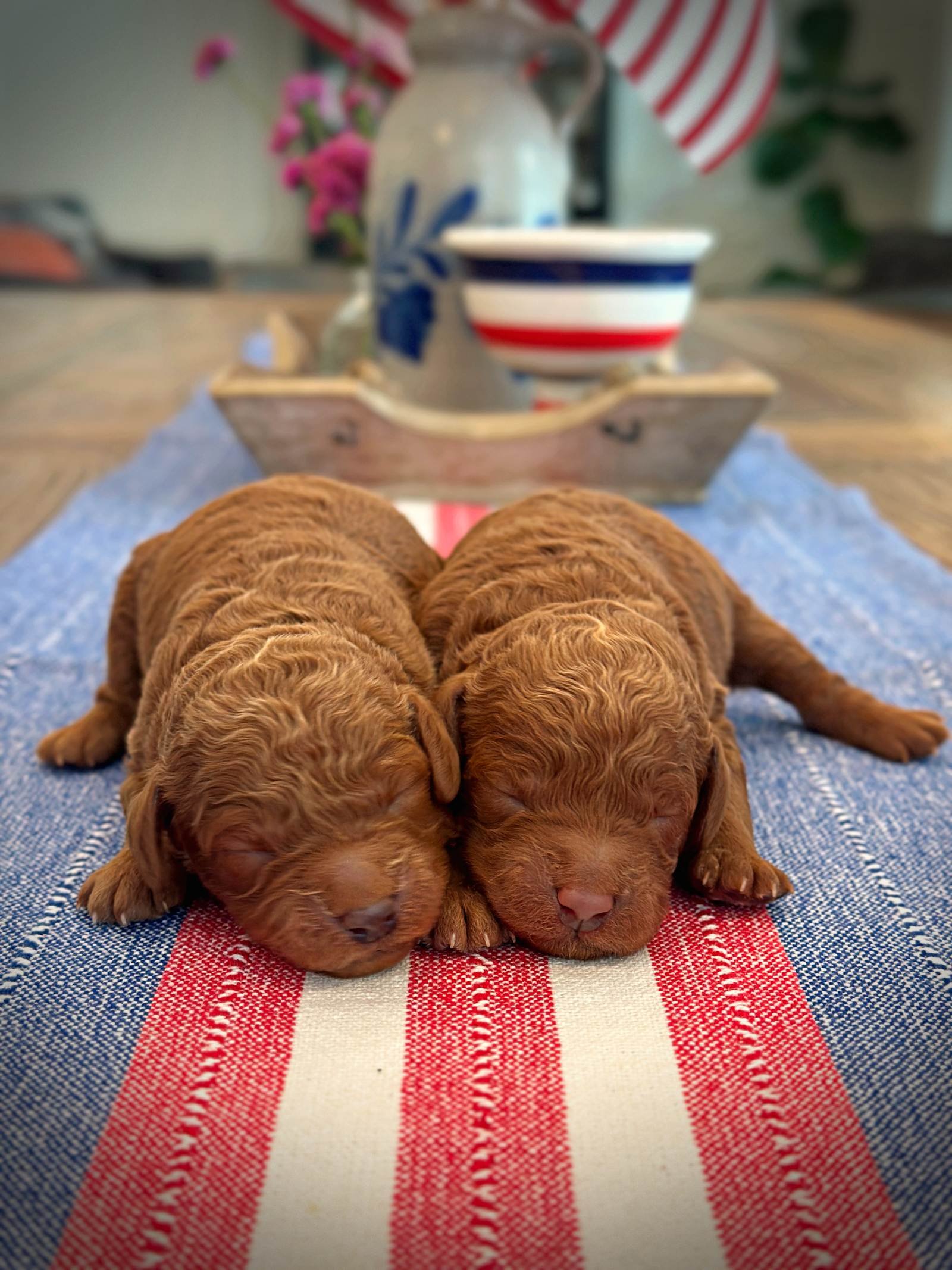 Two Adorable Girls!  5 Days Old